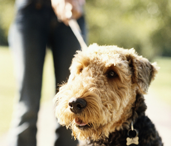 Closeup of dog tugging on leash